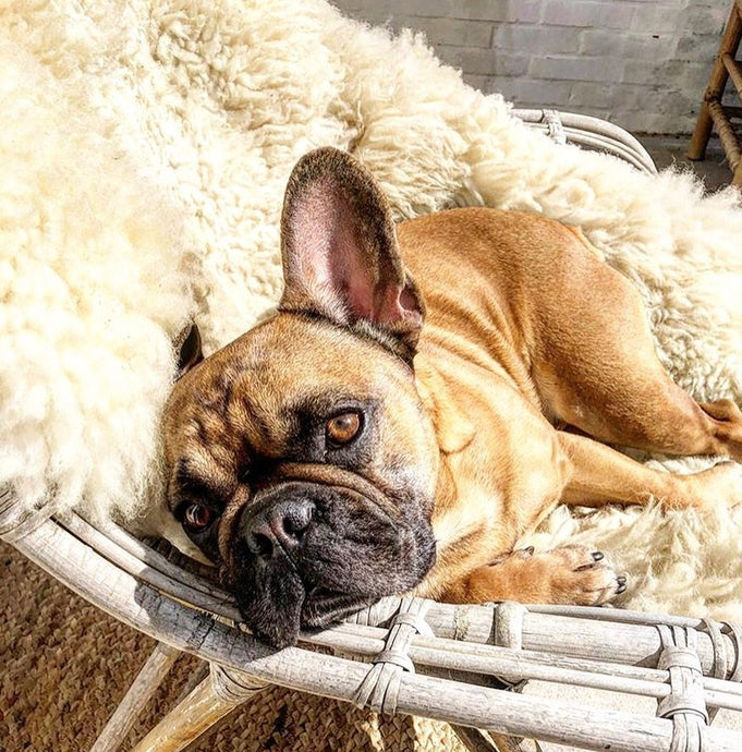 Péče o ovčí kůži