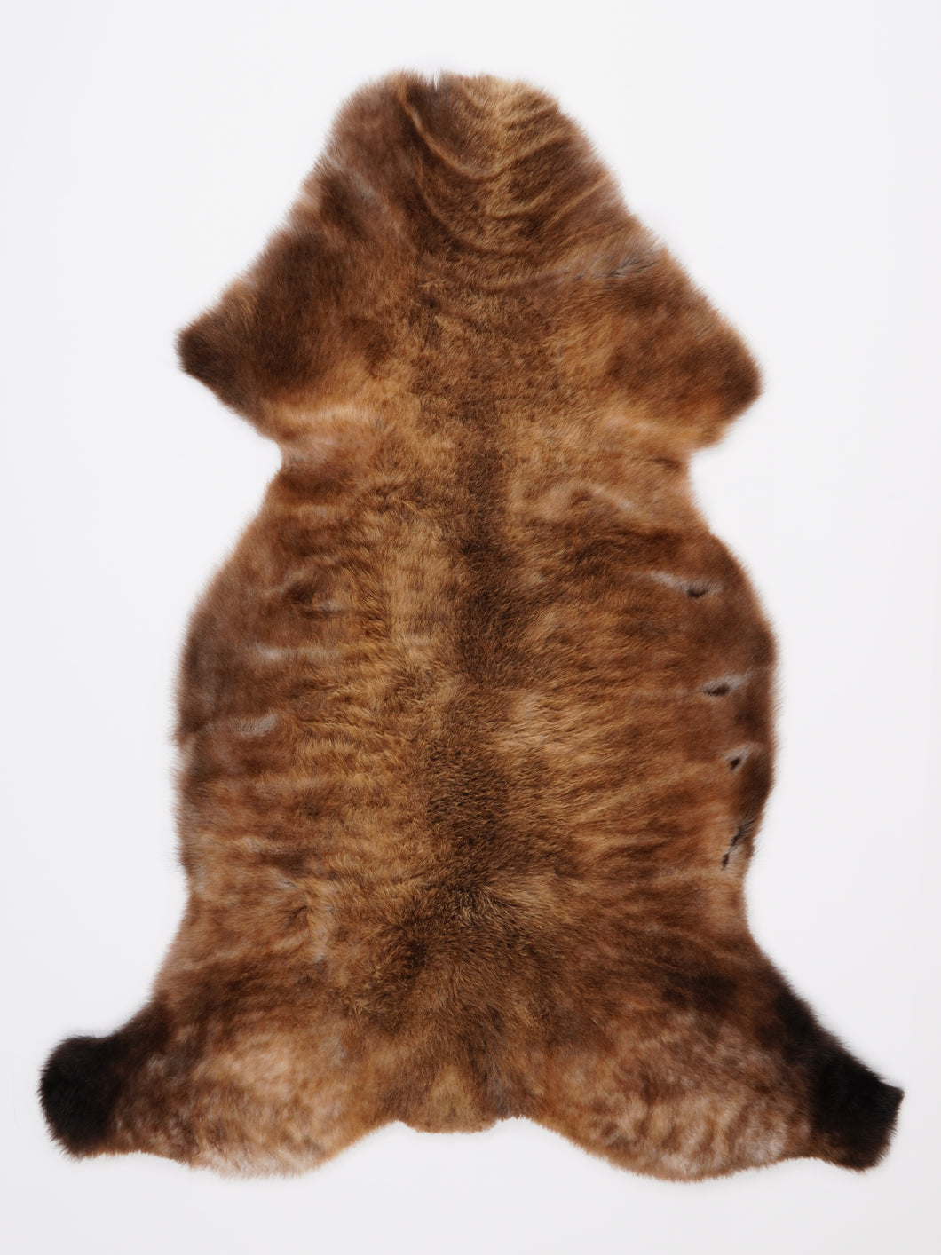 Įvairiaspalvis avikailis XL