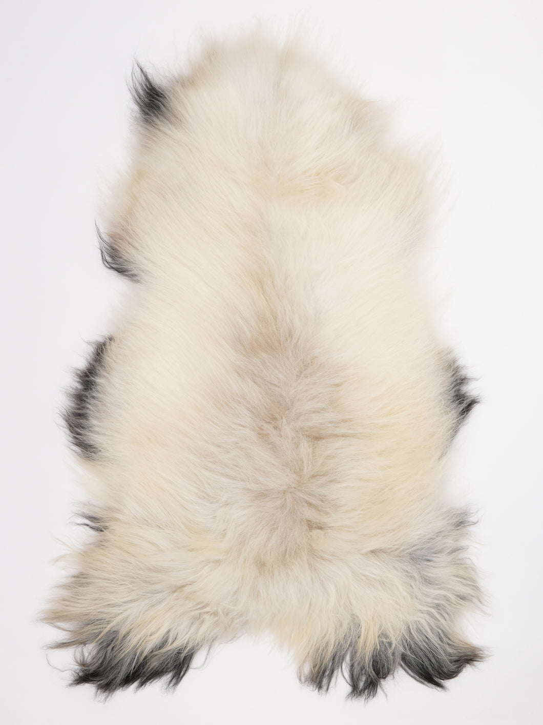 Islandiškas avikailis XXL