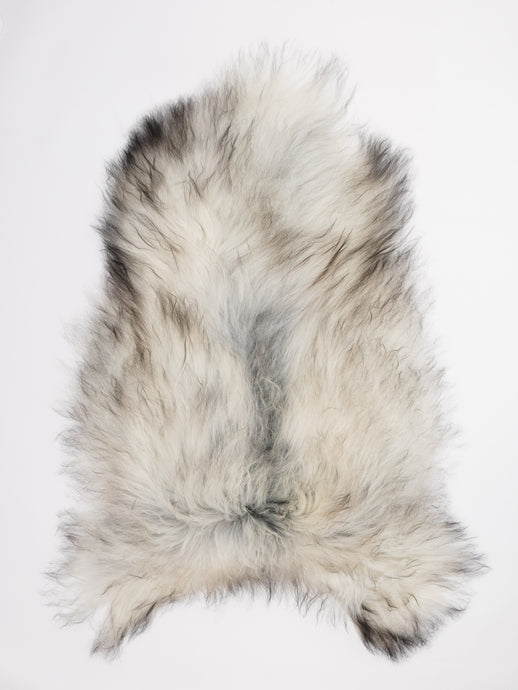 Islandiškas avikailis XXL