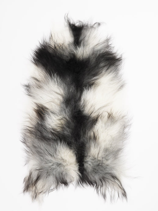 Pilkas islandiškas avikailis L