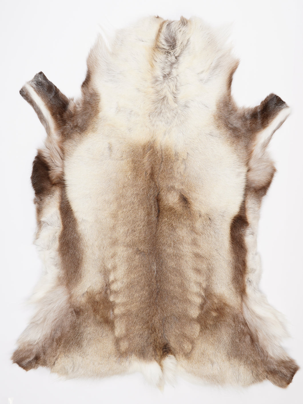 Šiaurinio elnio kailis XXXL