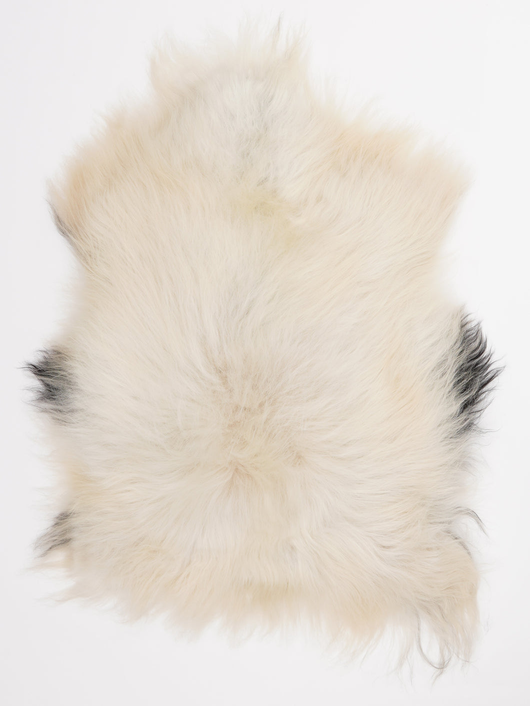 Islandiškas avikailis L