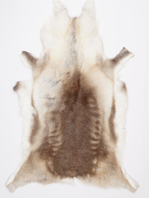 Šiaurinio elnio kailis XXXL