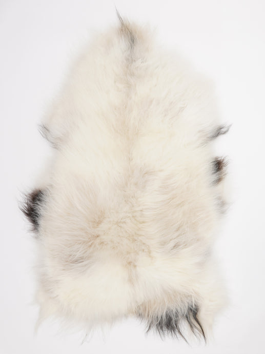 Islandiškas avikailis XL