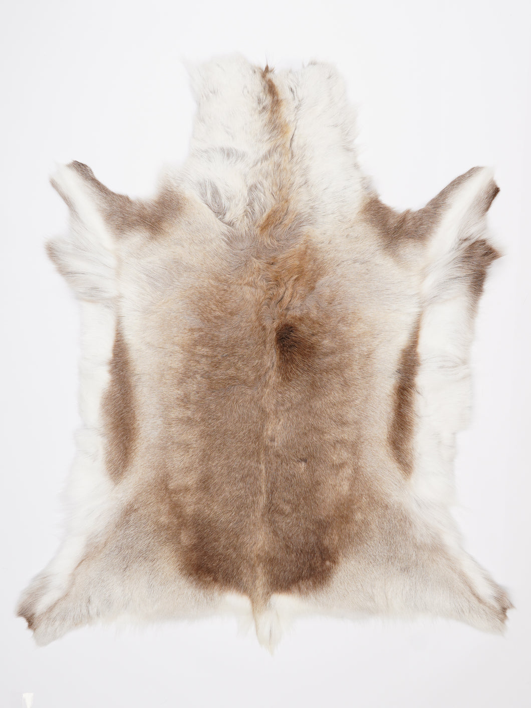 Šiaurinio elnio kailis XXL