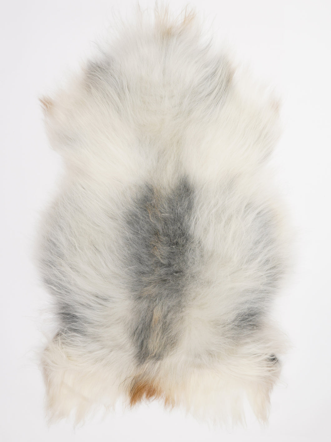 Islandiškas avikailis XL