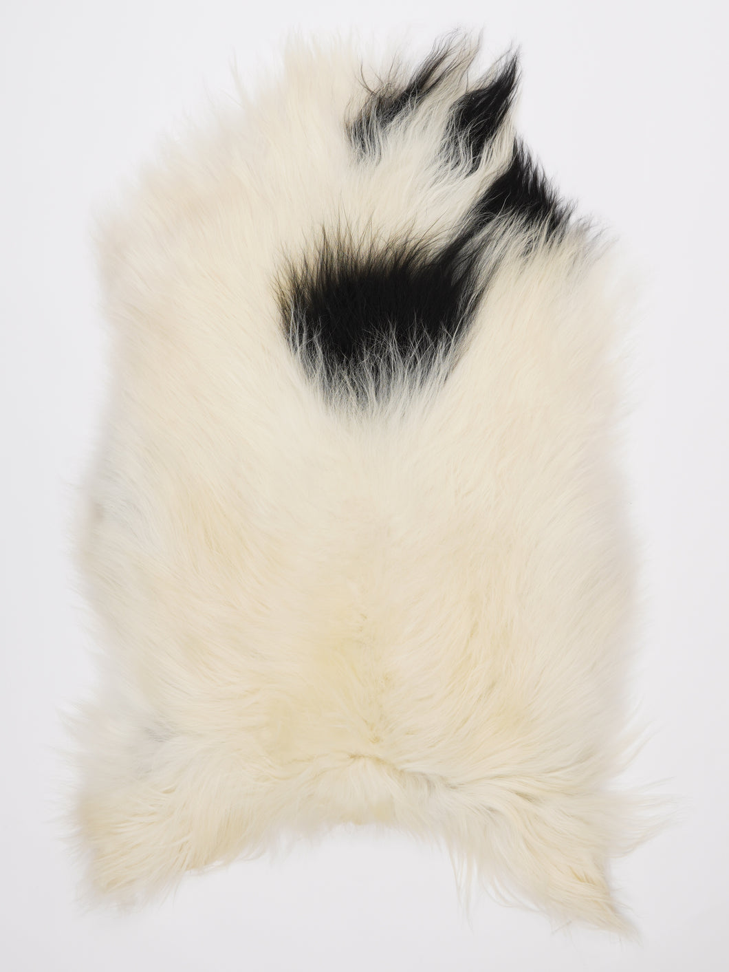 Islandiškas avikailis L