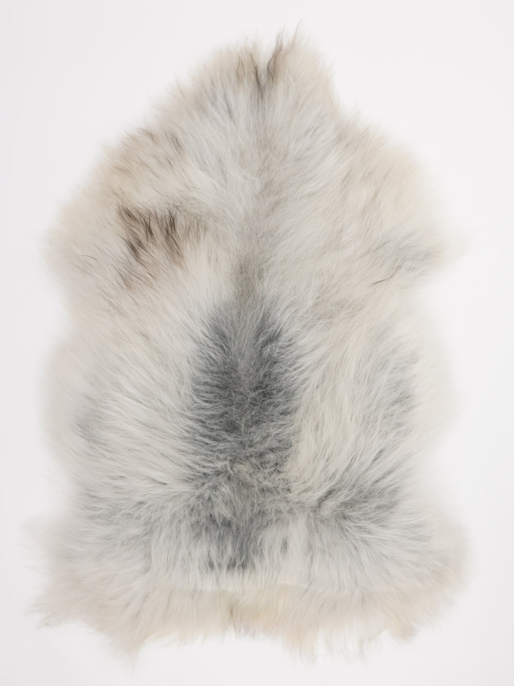 Pilkas islandiškas avikailis L