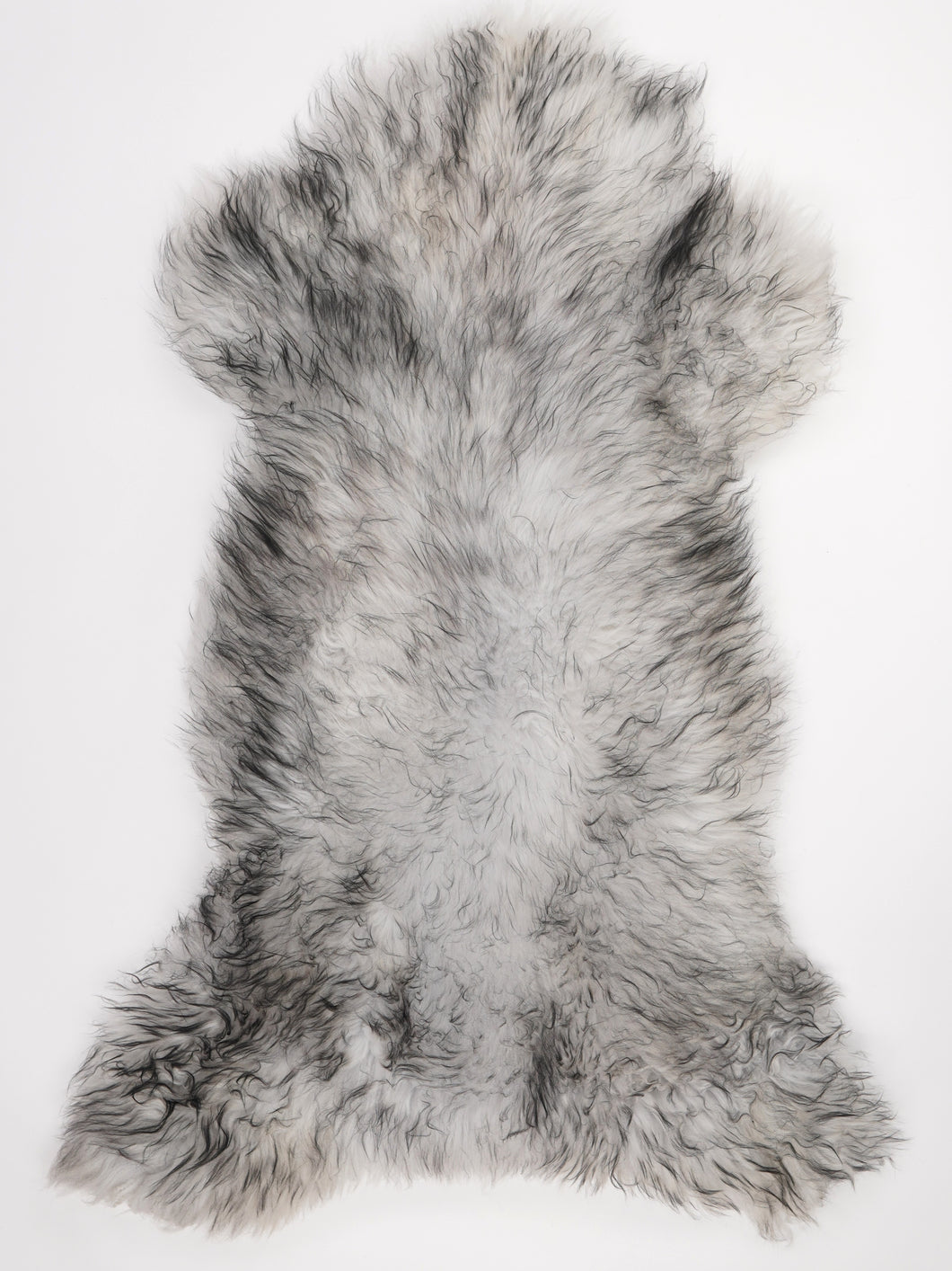 Muflono avikailis XXL