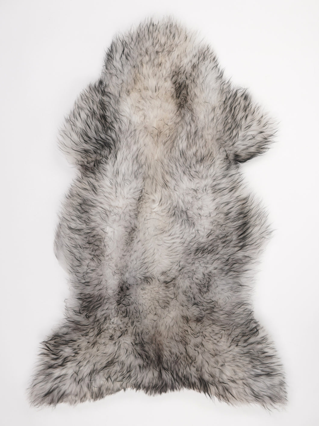 Muflono avikailis XL