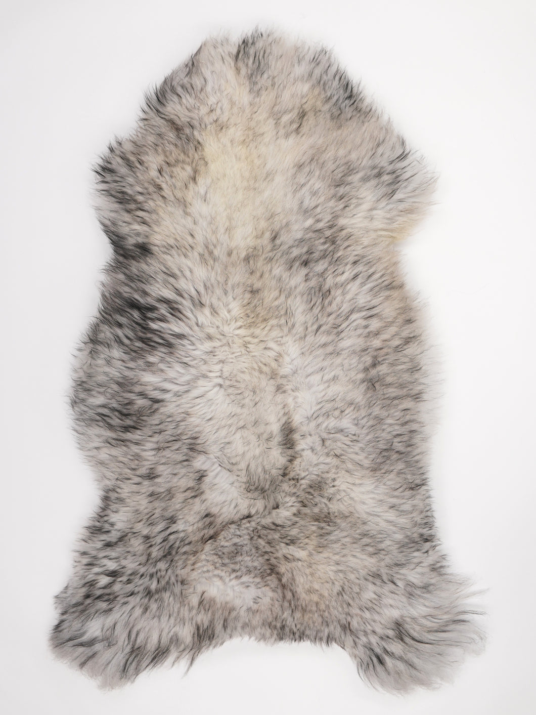 Muflono avikailis XXL