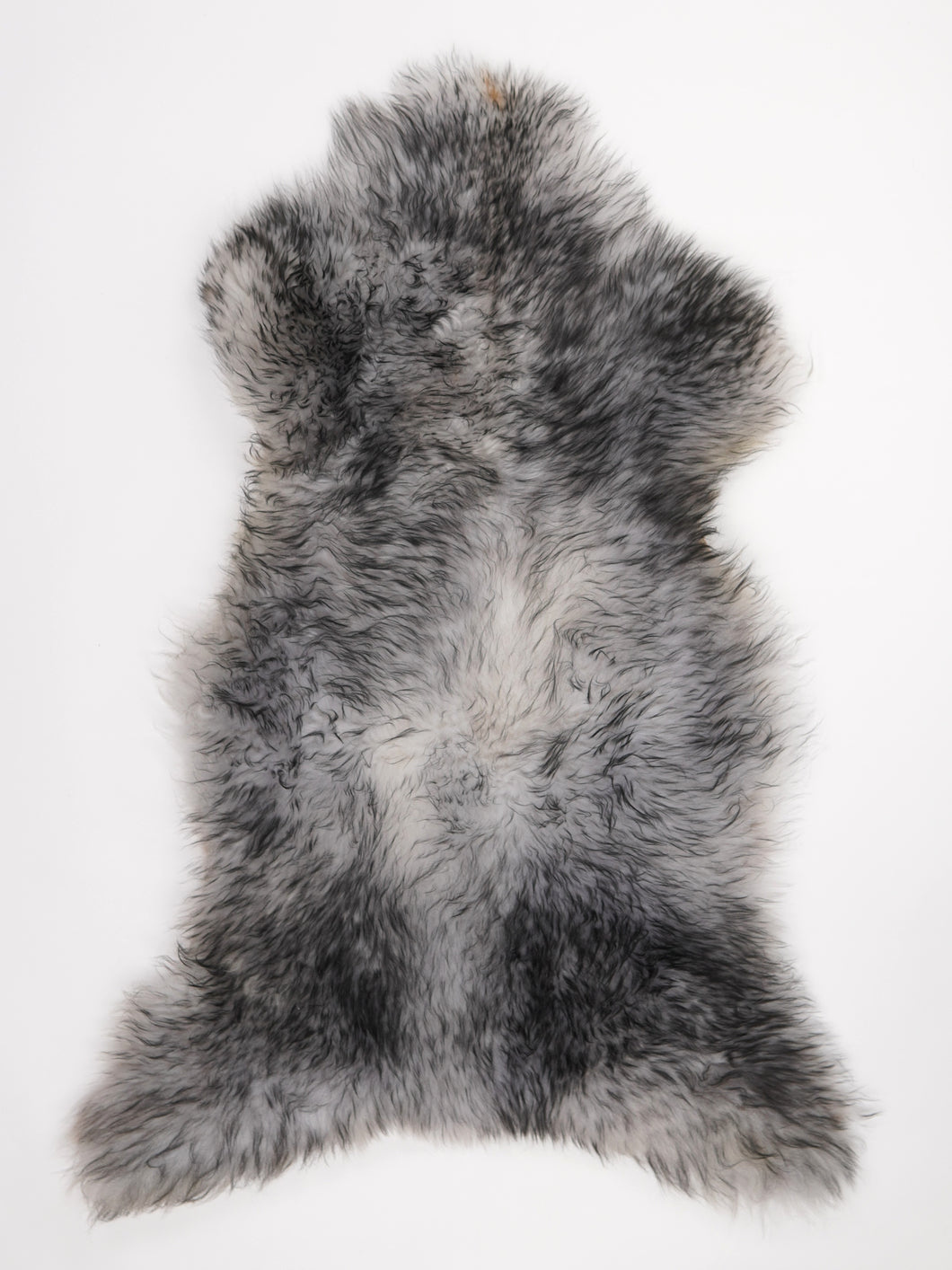 Muflono avikailis XL