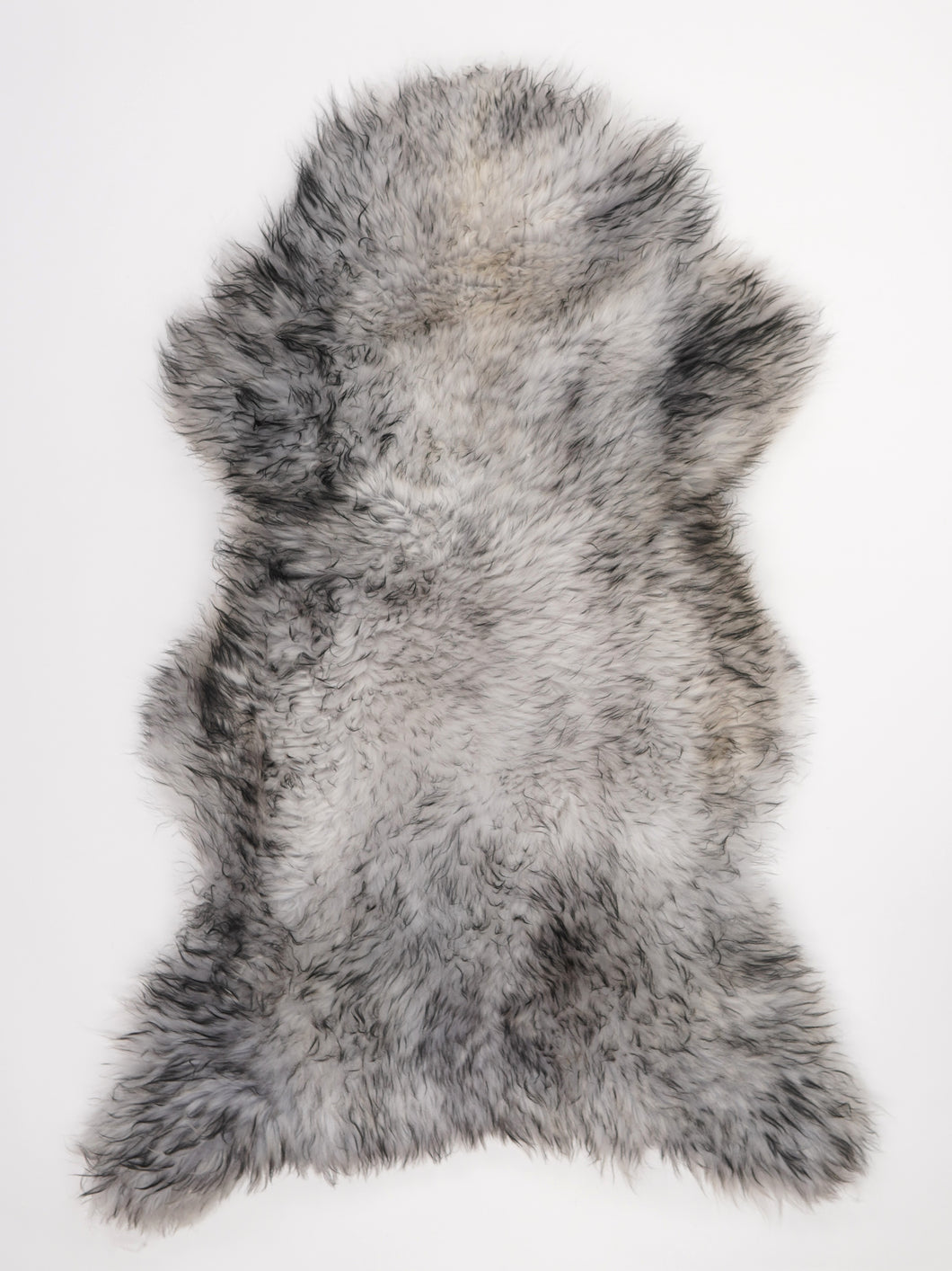 Muflono avikailis XL