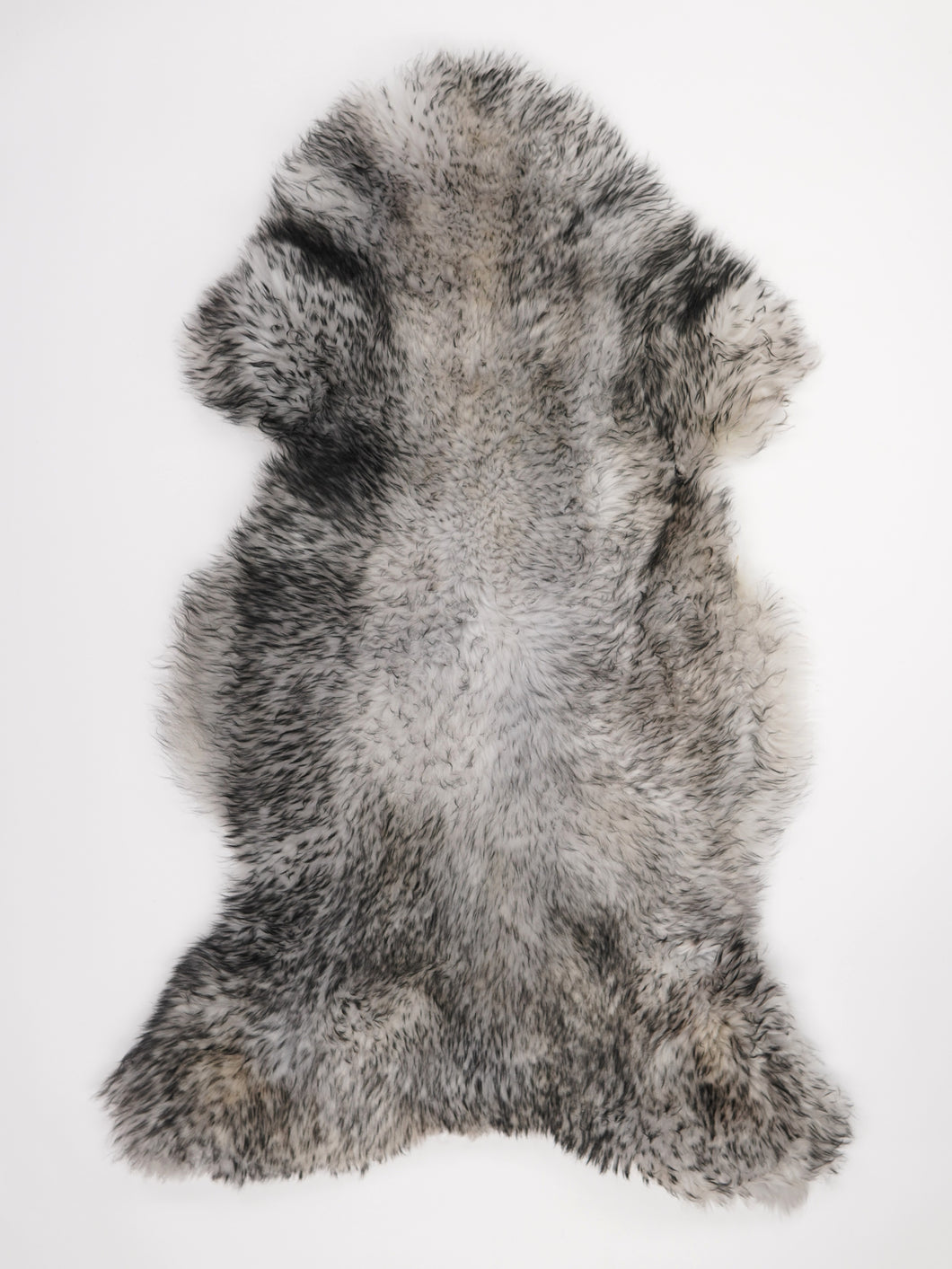 Muflono avikailis XXL