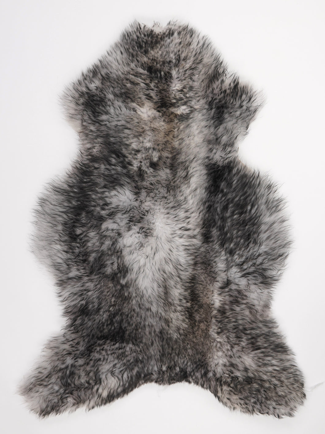 Muflono avikailis XL