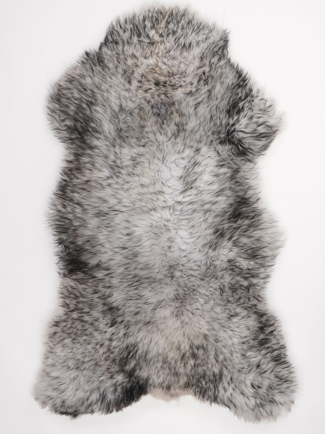 Muflono avikailis XL