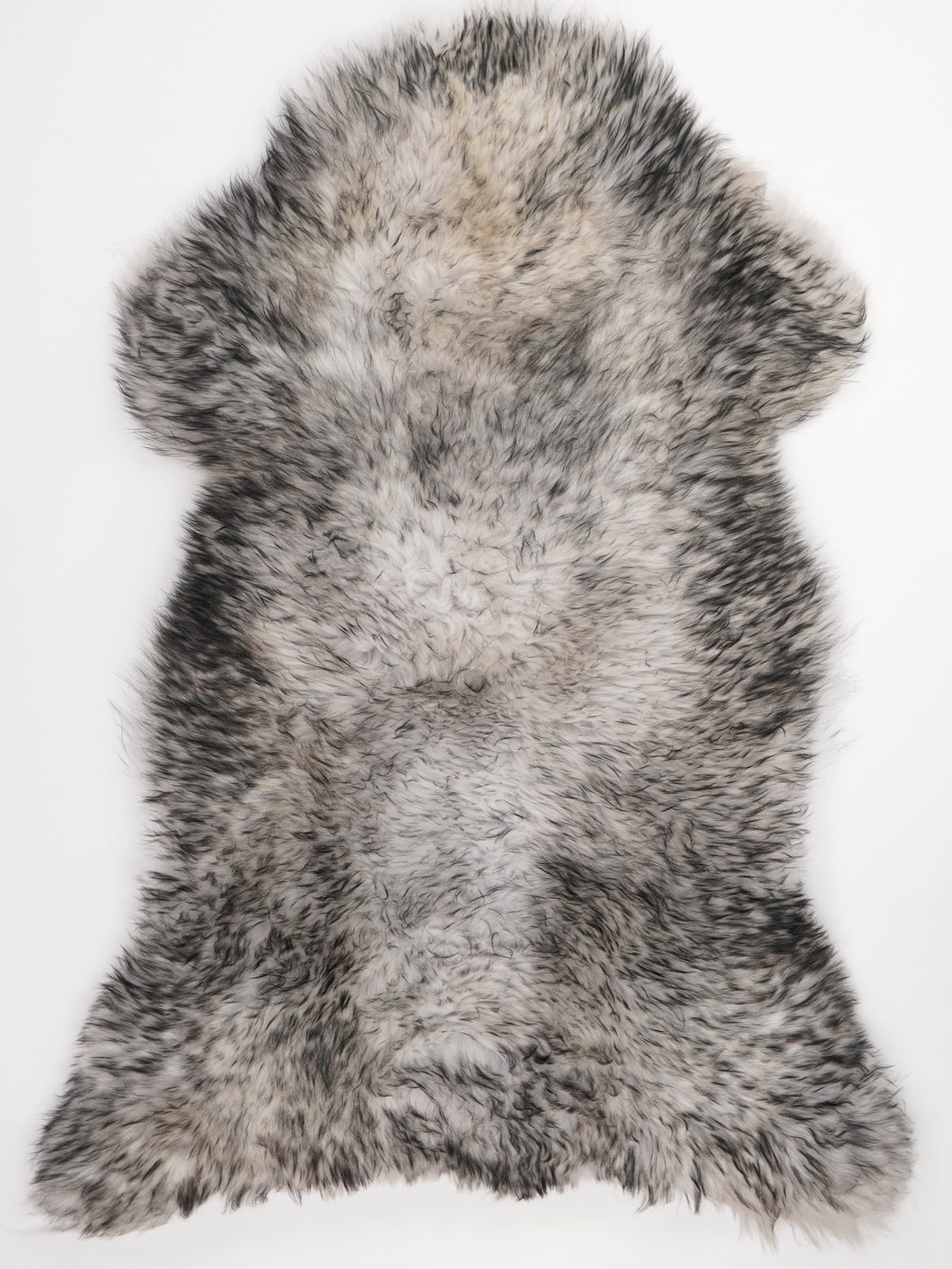 Muflono avikailis XL