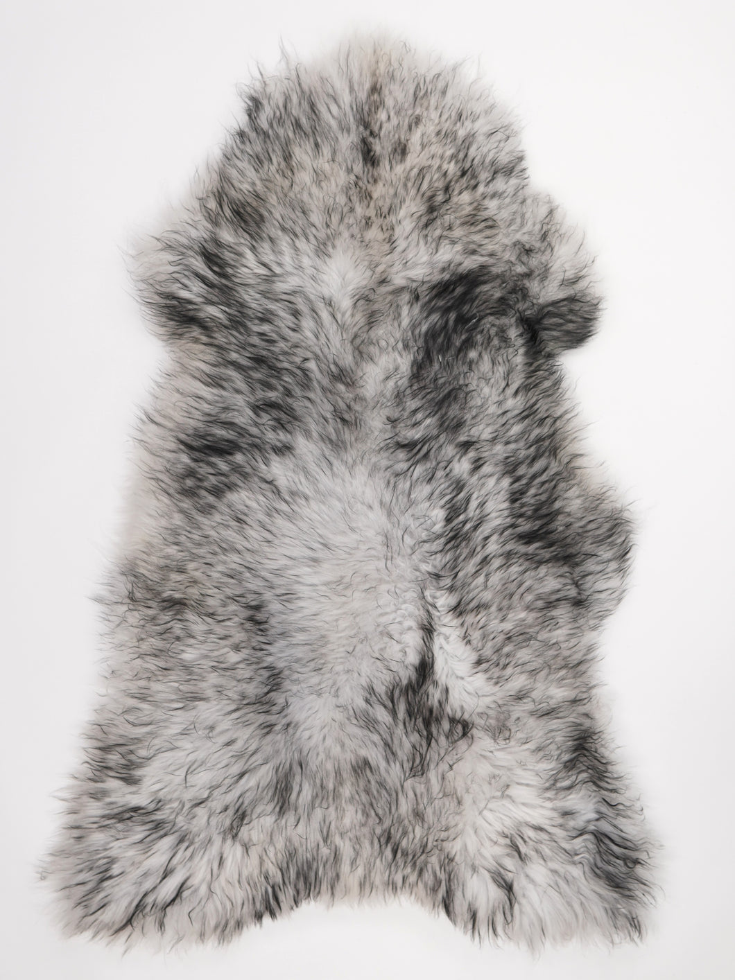 Muflono avikailis XXL