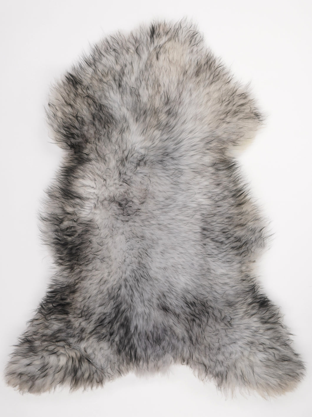 Muflono avikailis XL