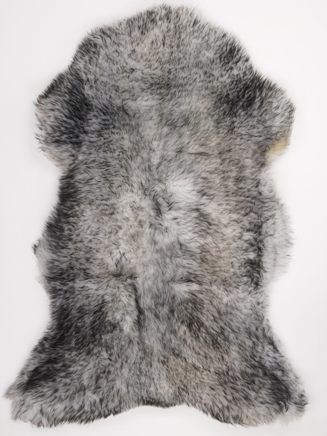 Muflono avikailis XL