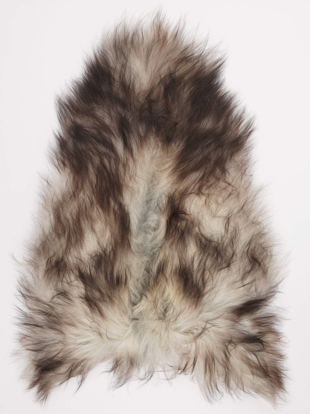 Pilkas islandiškas avikailis L