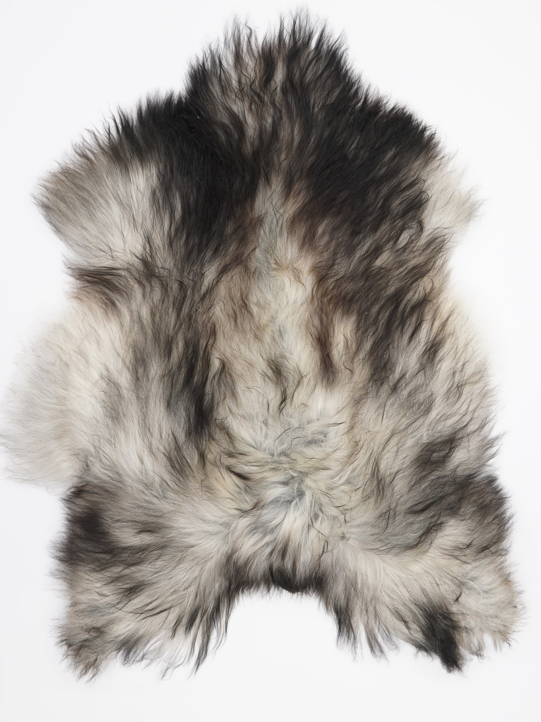 Pilkas islandiškas avikailis L