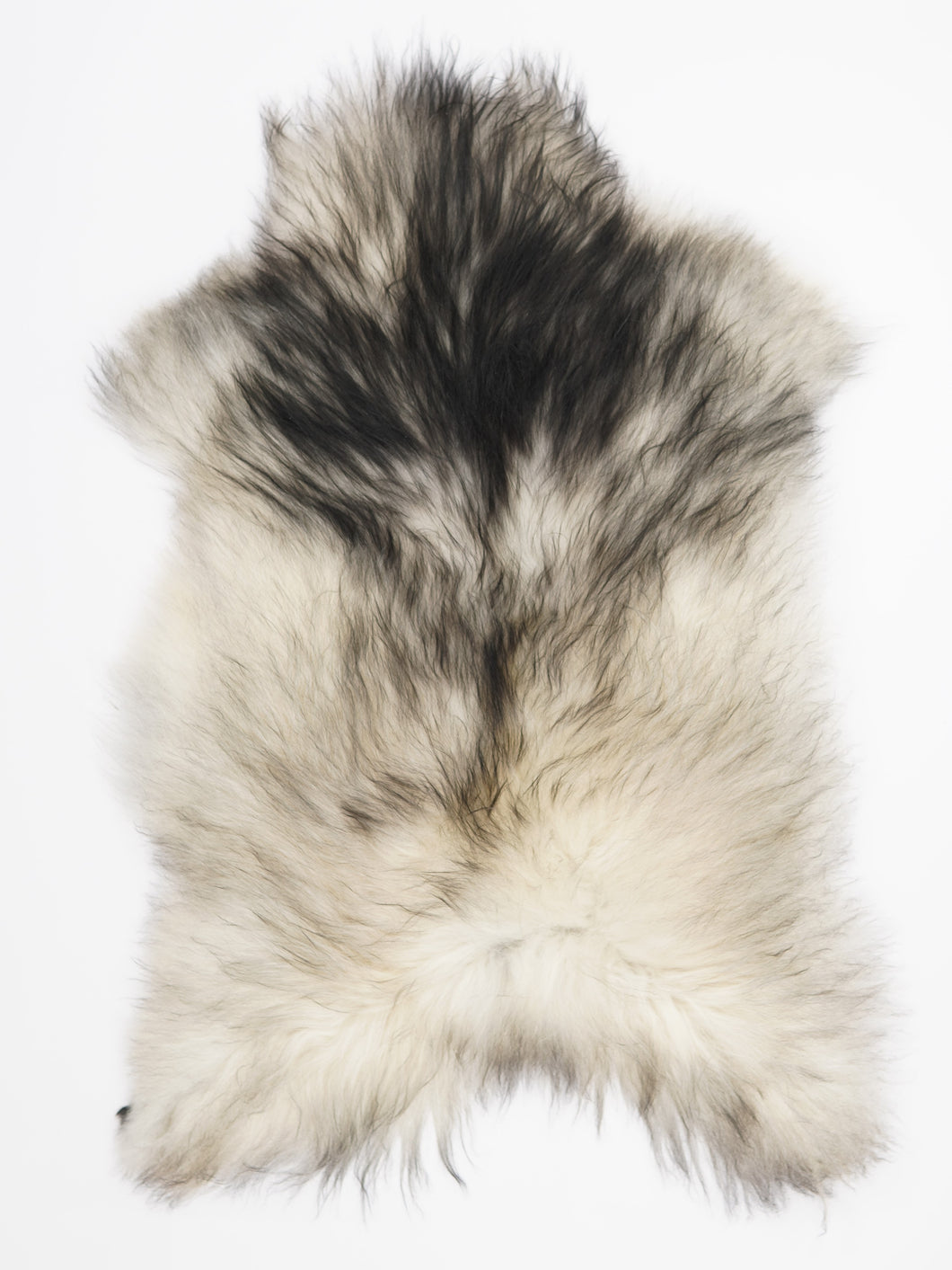 Pilkas islandiškas avikailis L