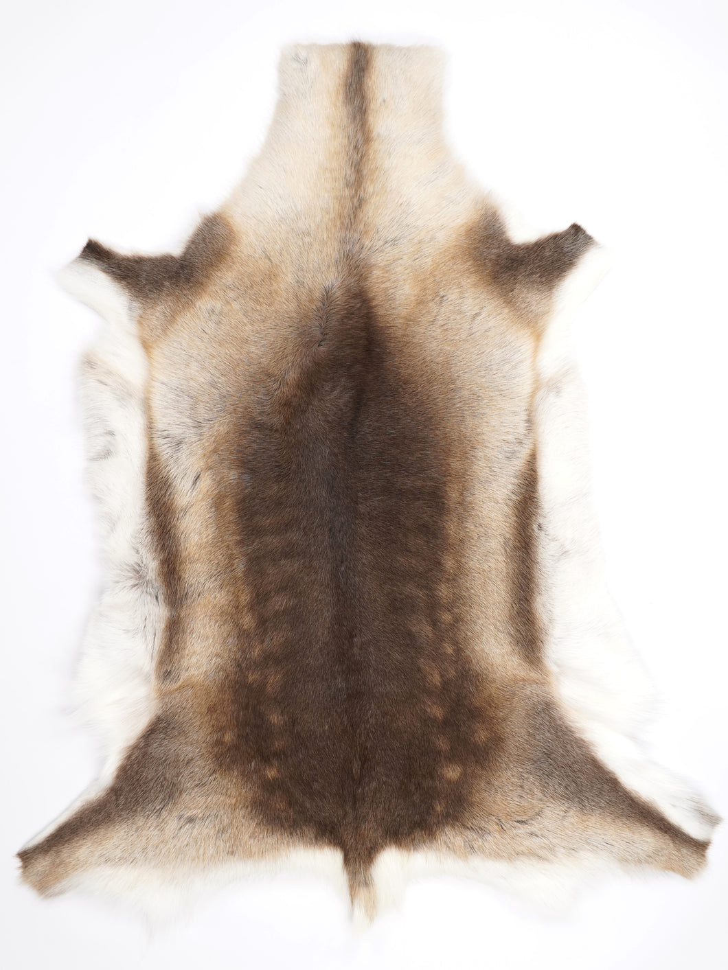 Šiaurinio elnio kailis XXXL