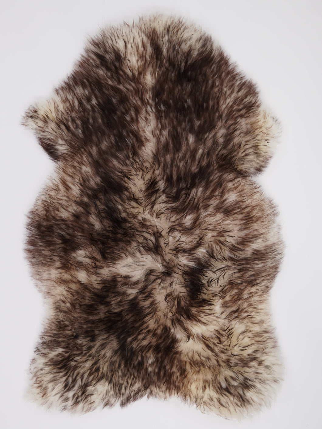 Muflono avikailis XXL