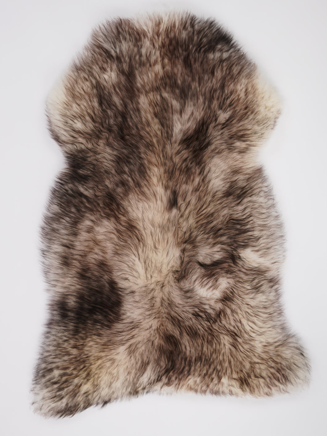 Muflono avikailis XXL