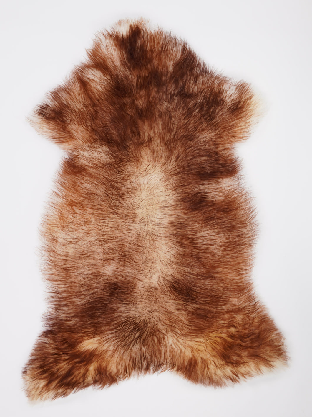 Muflono avikailis XXL