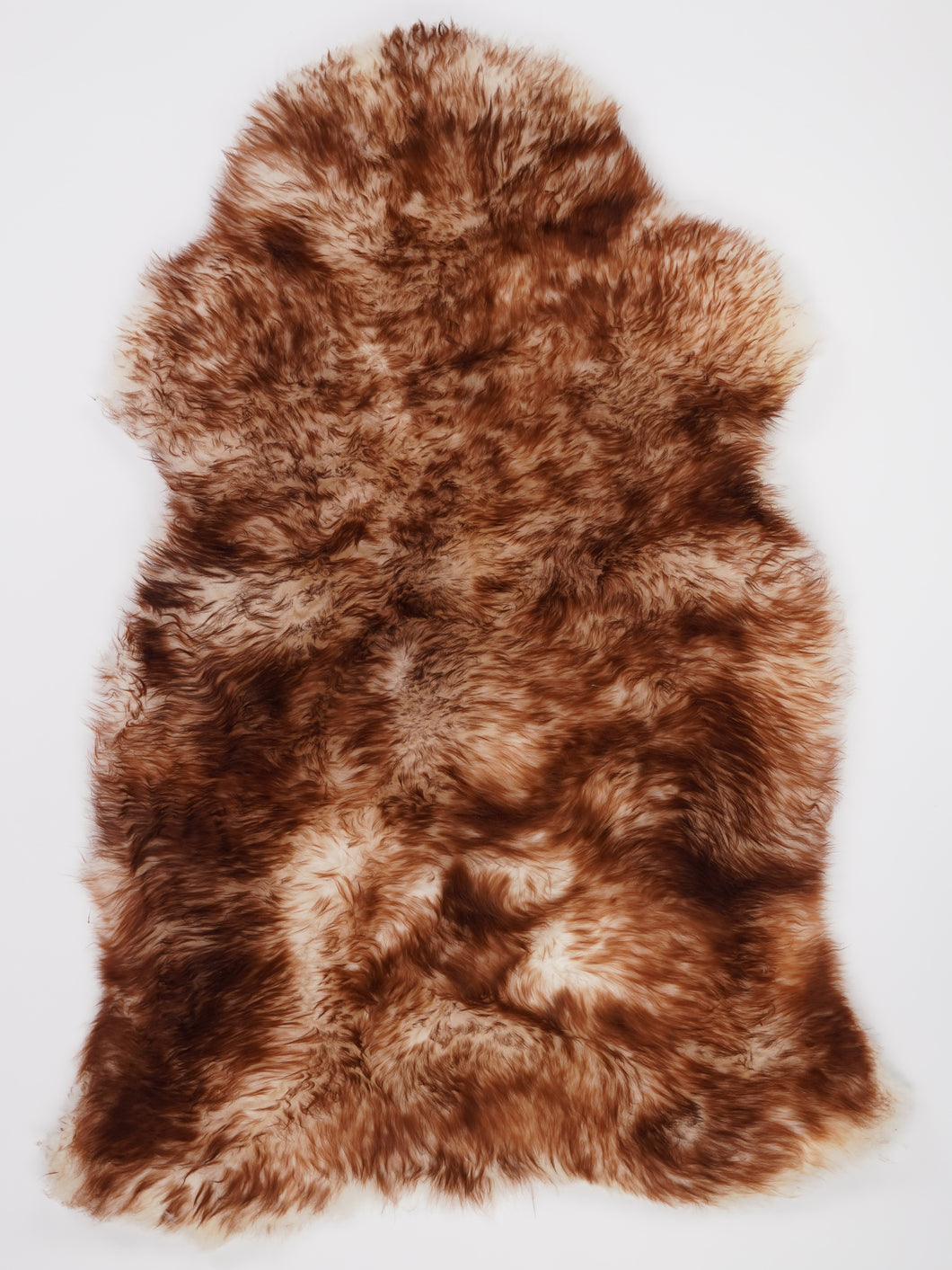 Muflono avikailis XL