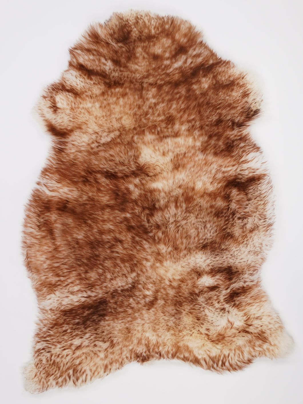 Muflono avikailis XXL