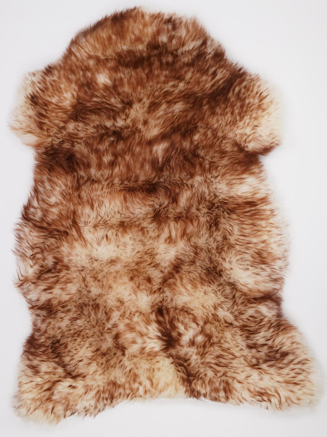 Muflono avikailis XXL