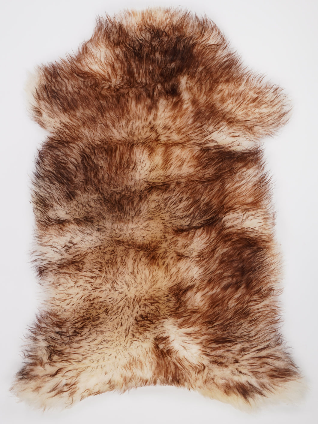 Muflono avikailis XXL