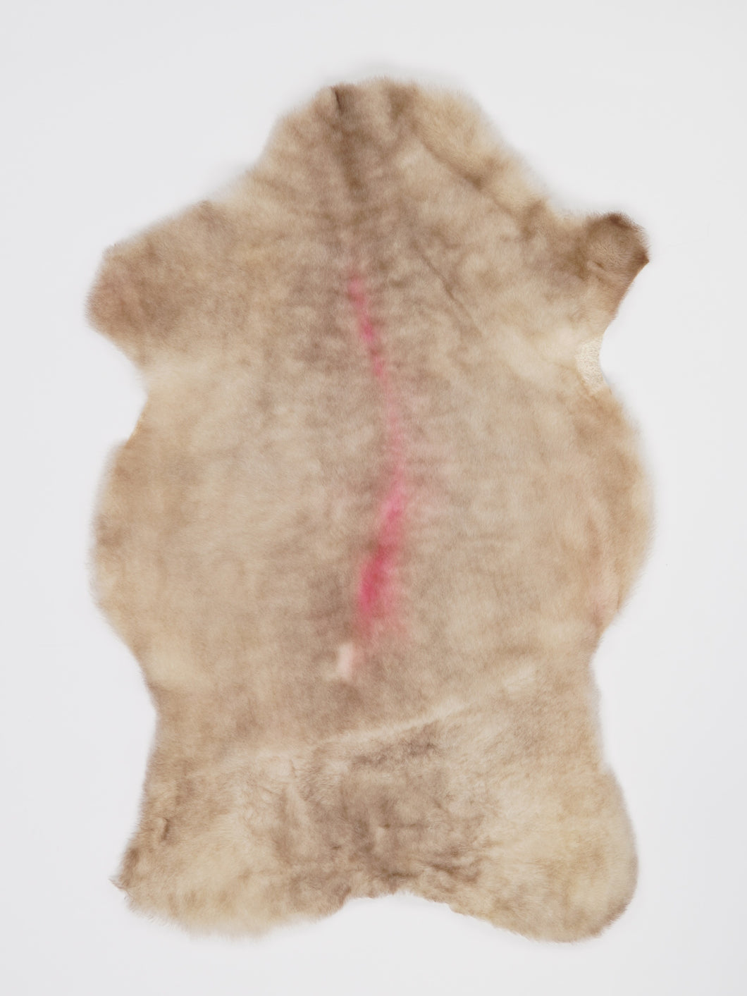 B klasės Vícebarevná ovčí kůže (itin trumpi plaukai) S