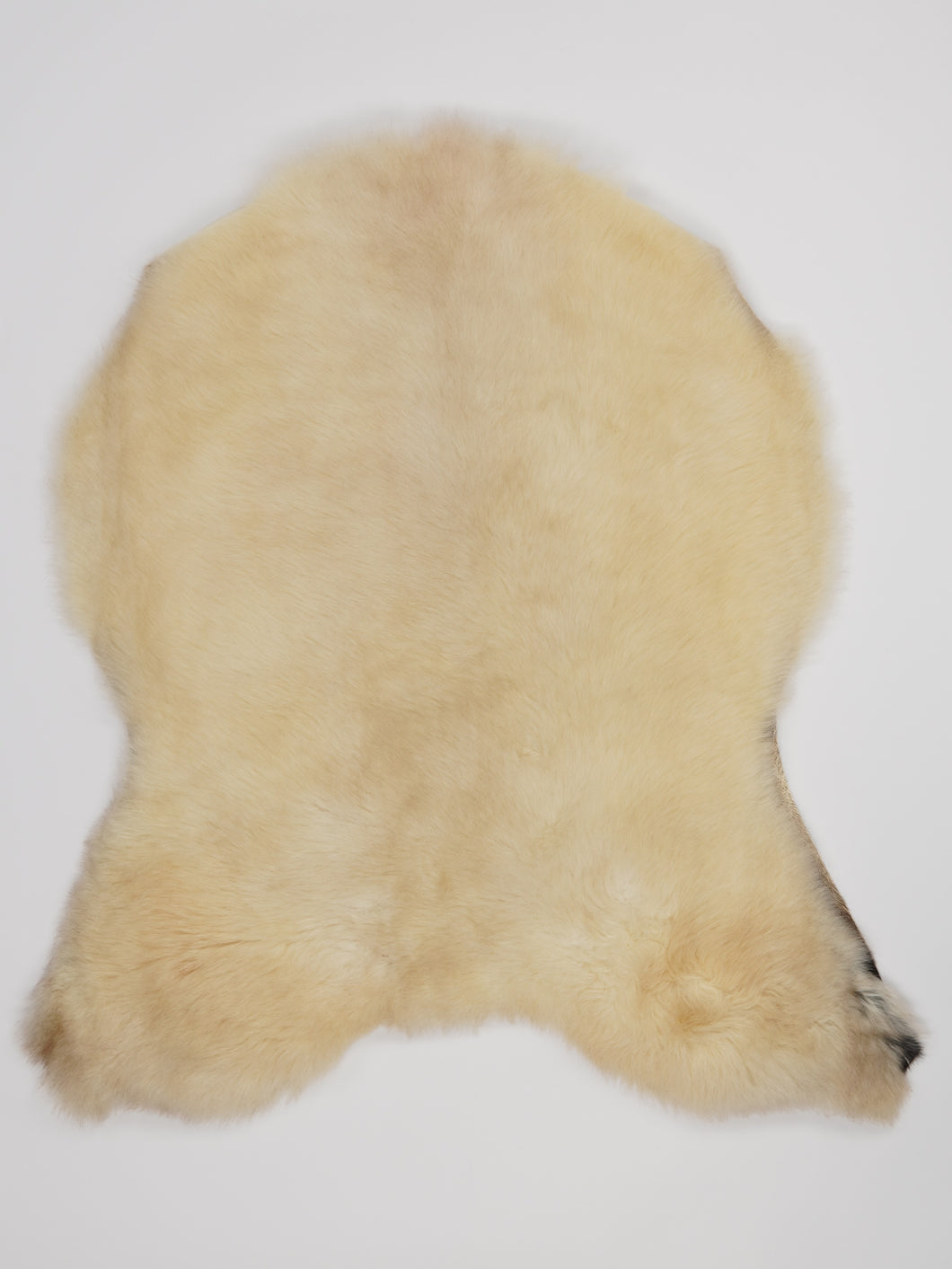 Įvairiaspalvis avikailis M