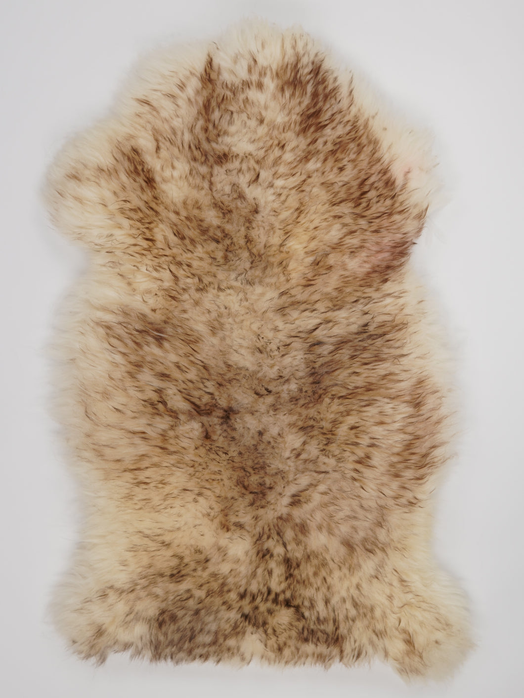 Muflono avikailis XL