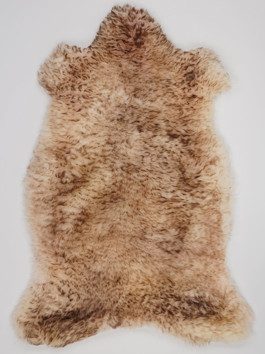 Muflono avikailis XL