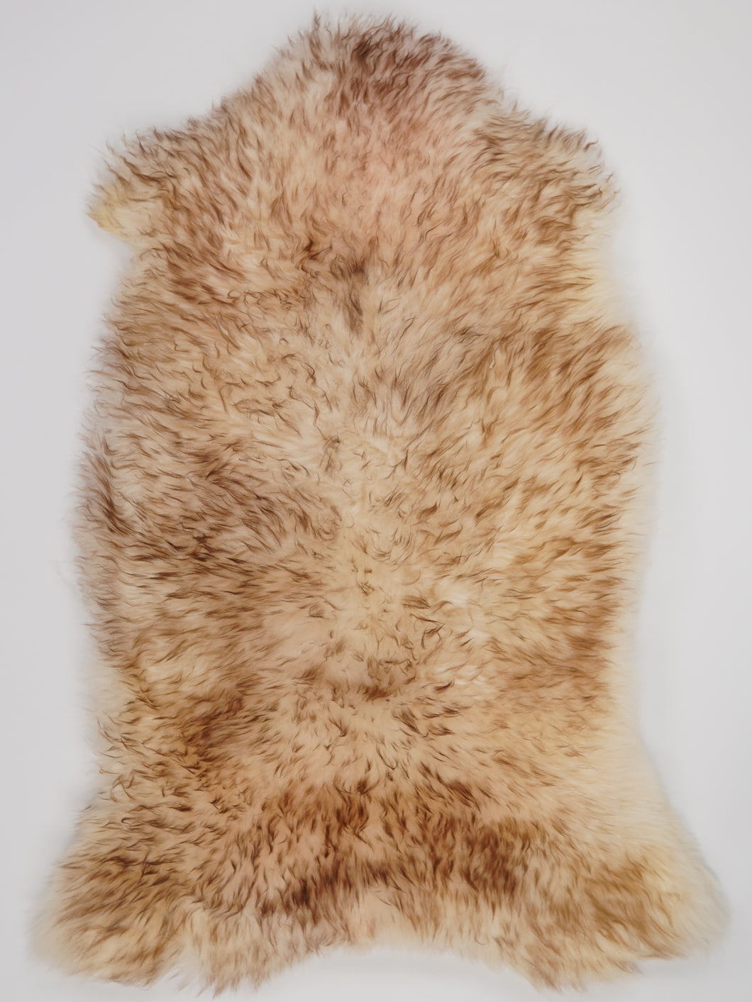 Muflono avikailis XL