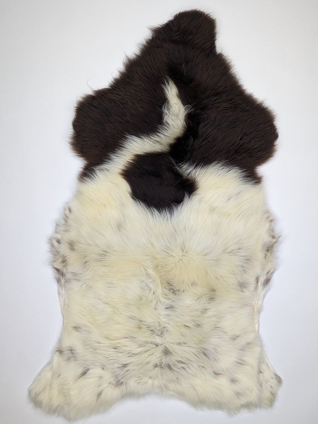 Įvairiaspalvis avikailis XL