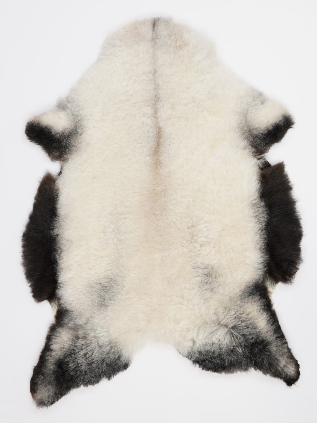 Įvairiaspalvis avikailis L