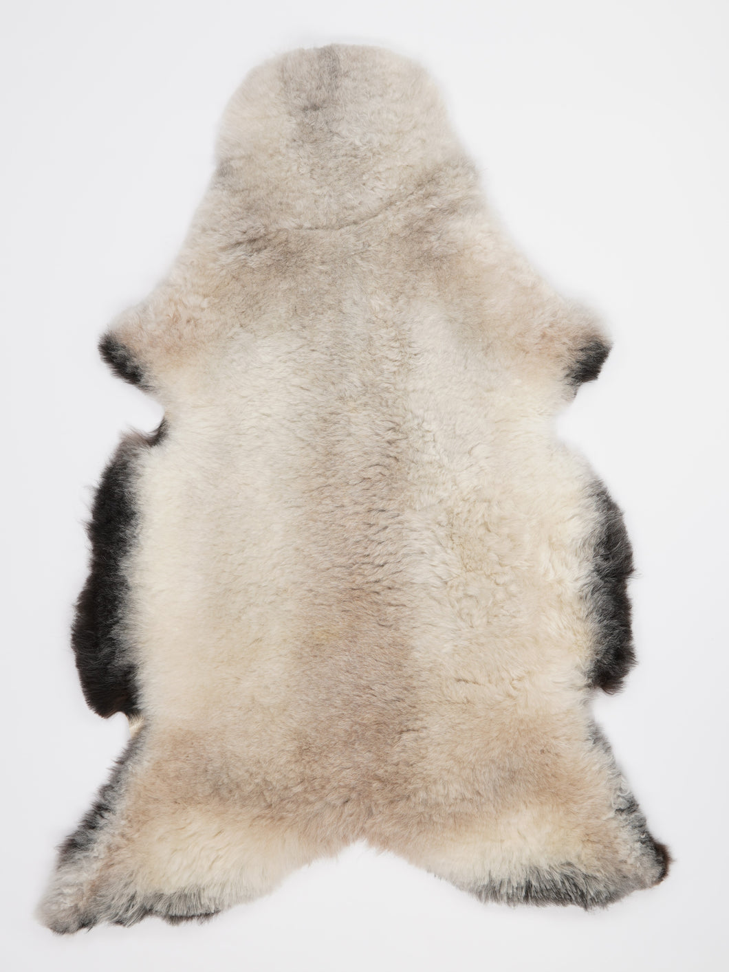 Įvairiaspalvis avikailis XL