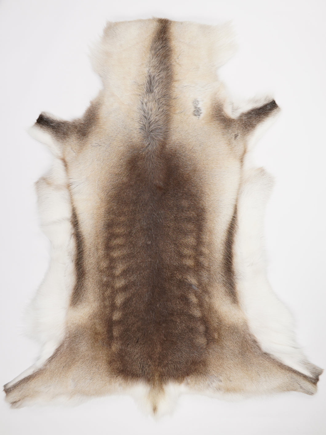 Šiaurinio elnio kailis XXXL