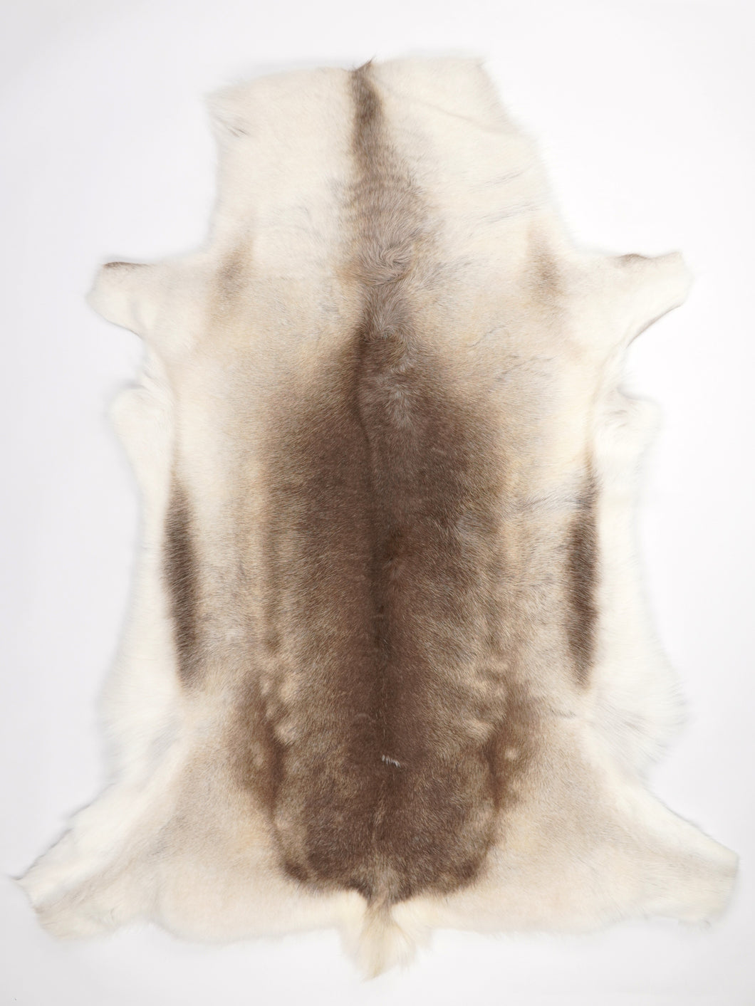 Šiaurinio elnio kailis XXXL