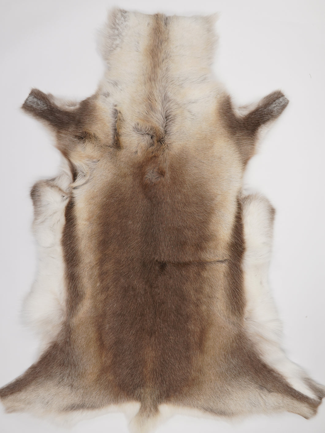 Šiaurinio elnio kailis XXXXXL