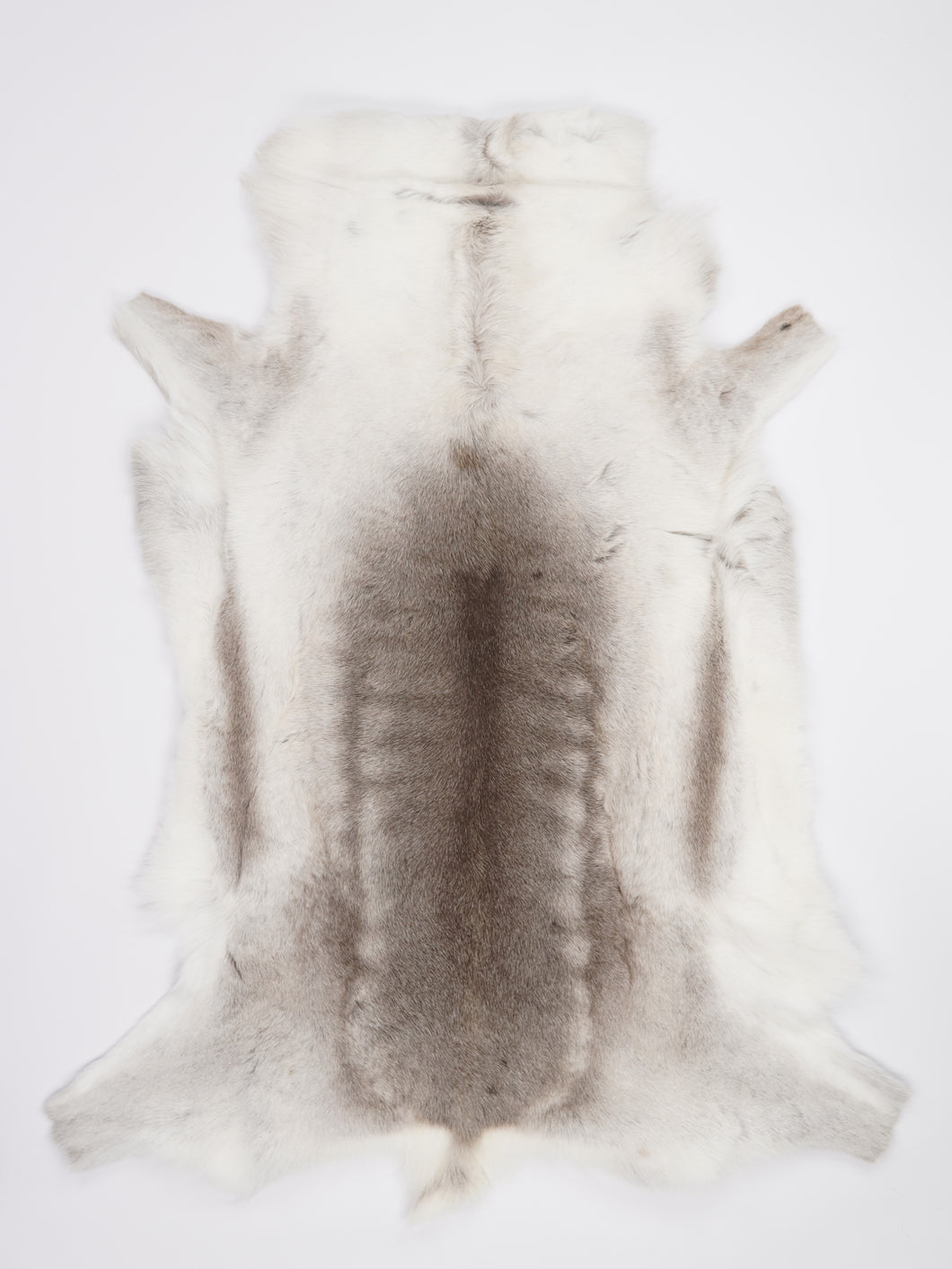 Šiaurinio elnio kailis XXXL