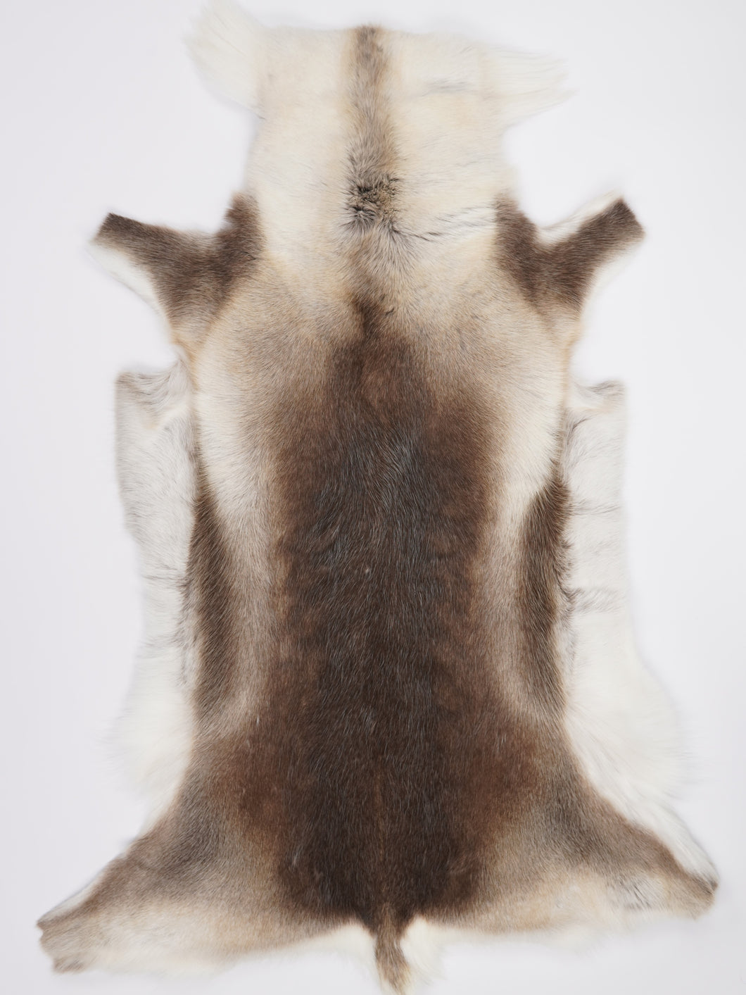 Šiaurinio elnio kailis XXXL