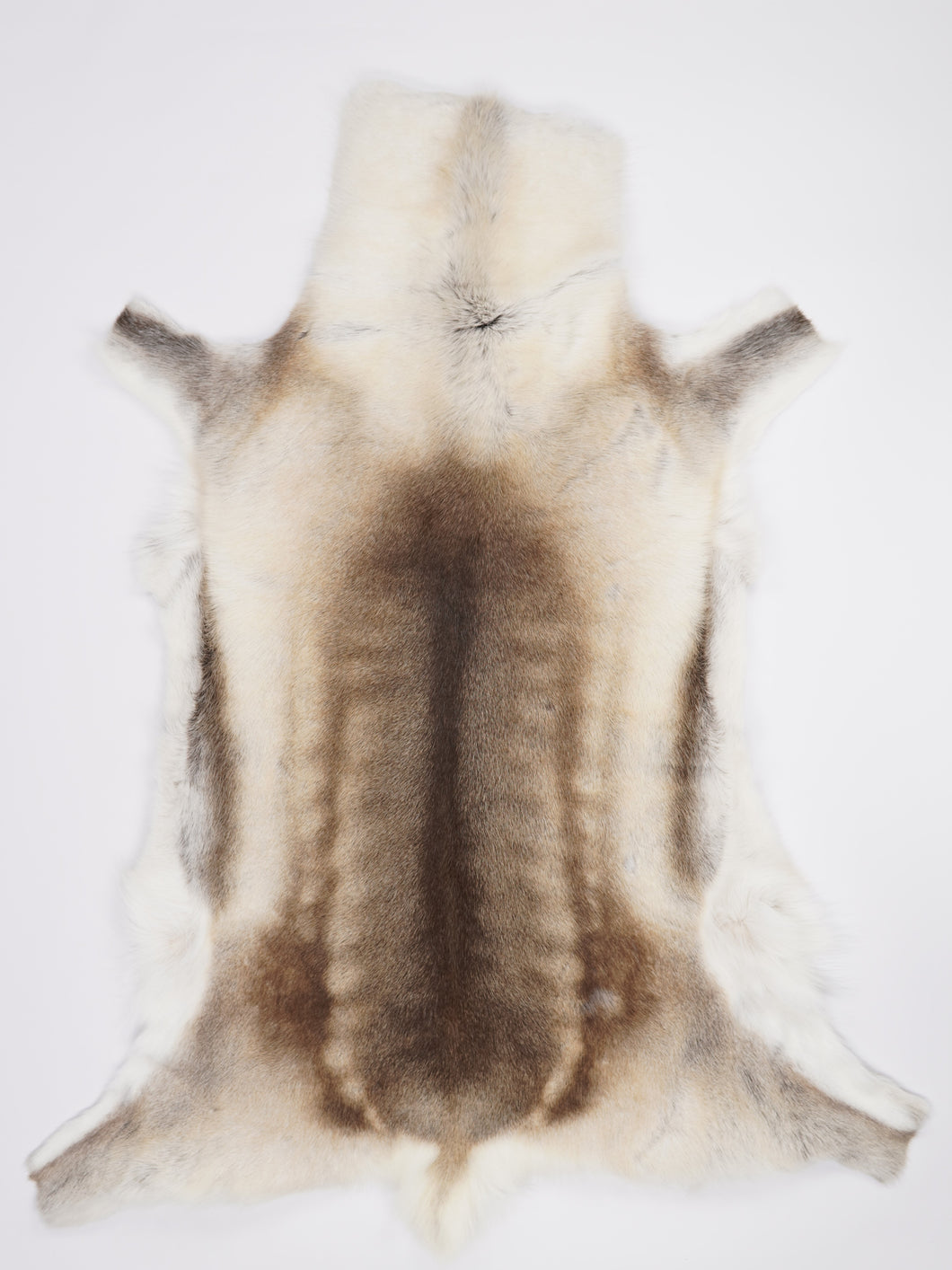 Šiaurinio elnio kailis XXXXL